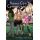 ​Komi Can`t Communicate, Vol. 11, VIZ Media, Tomohito Oda